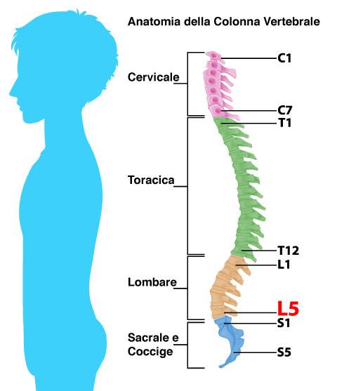 Anatomia colonna vertebrale